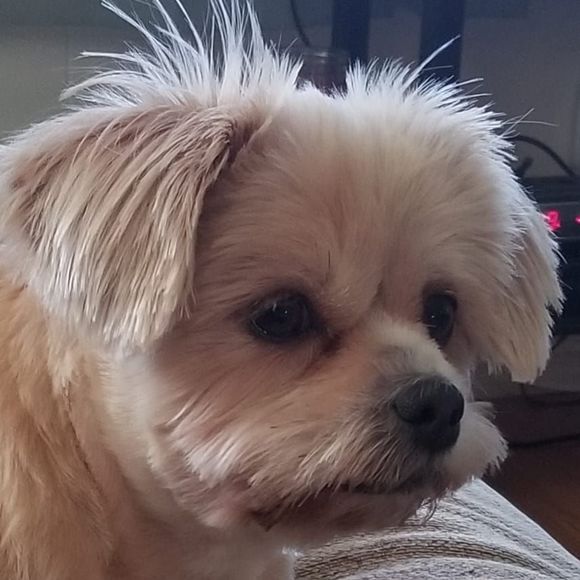 Meet your Posher, Lori - Picture 1 of 1